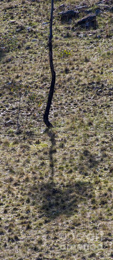 Australia - Eucalyptus Tree Shadow Photograph by Steven Ralser