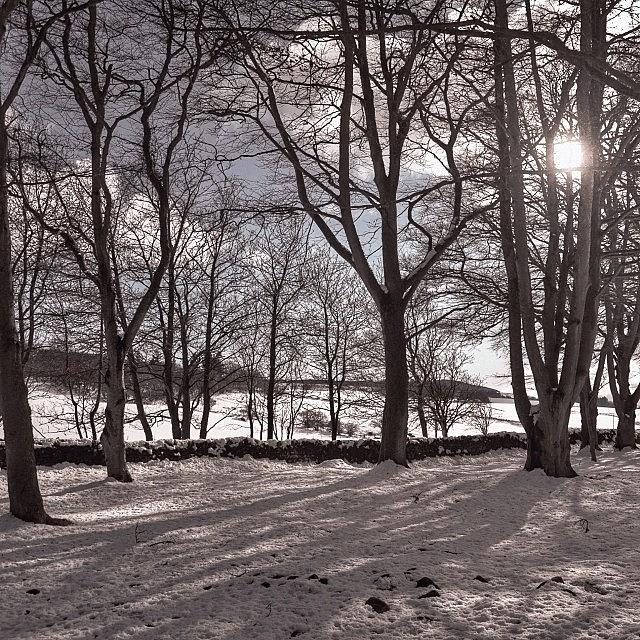 Tree Shadows Photograph by Deb Maciver