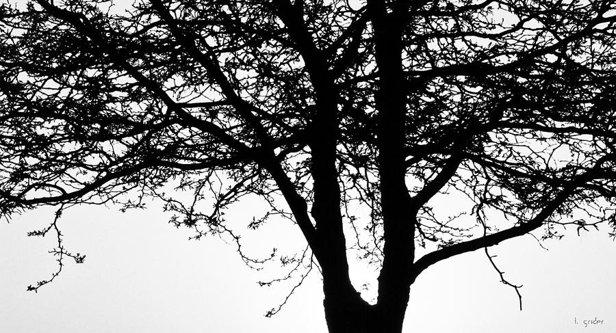 Tree Shadows Photograph by Tony Grider