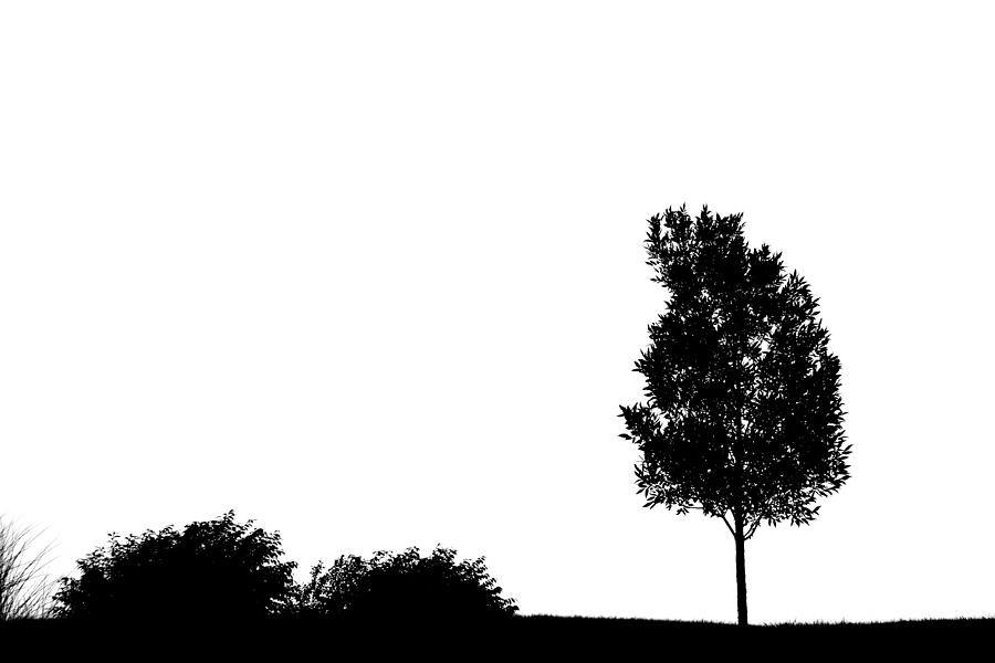 Tree silhouette Photograph by Alexey Stiop