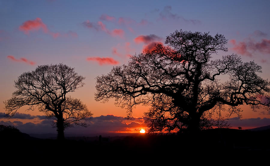 Tree silhouette at Sunset Photograph by Pete Hemington