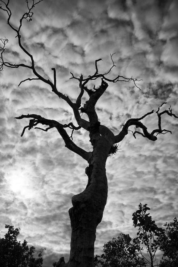 Tree Silhouette-Cotton Clouds Photograph by Douglas Barnard
