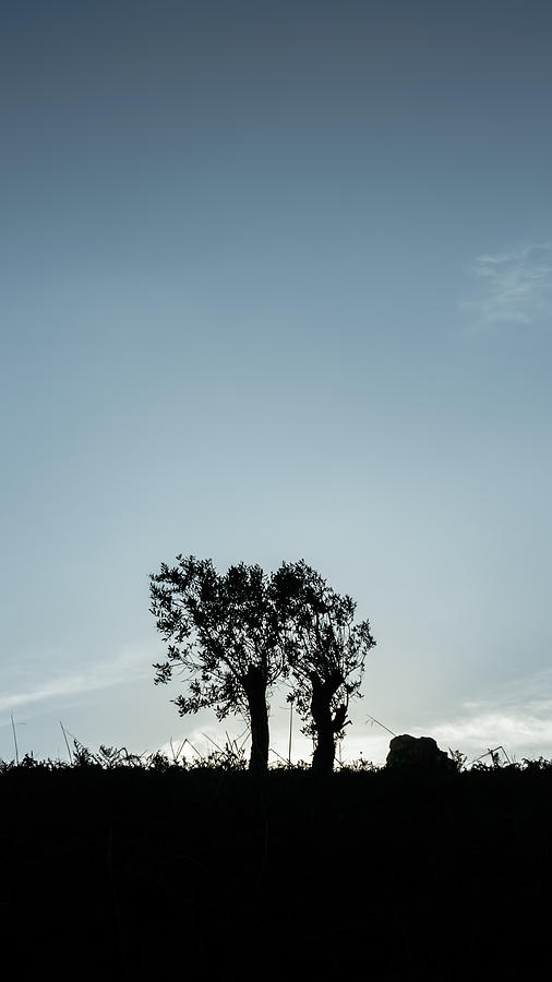 Tree Silhouette I Photograph By Marco Oliveira Fine Art America