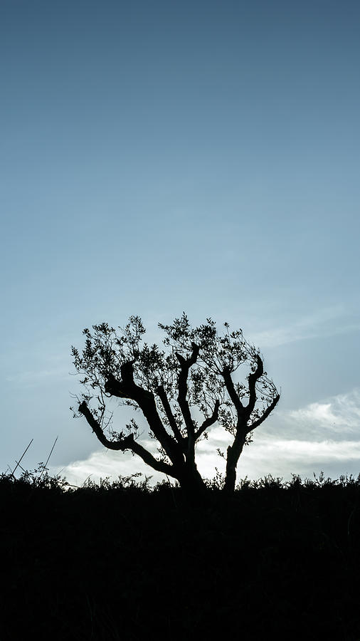 Tree Silhouette III Photograph by Marco Oliveira