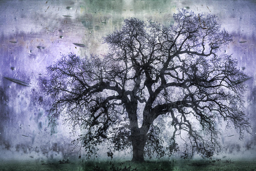 Tree Photograph - Tree Silhouette in Purple by Carol Leigh