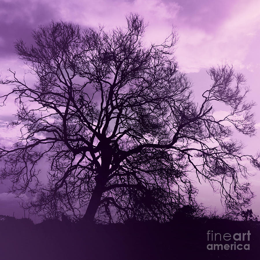 Sunset Photograph - Tree Silhouette in Purple by Phill Petrovic