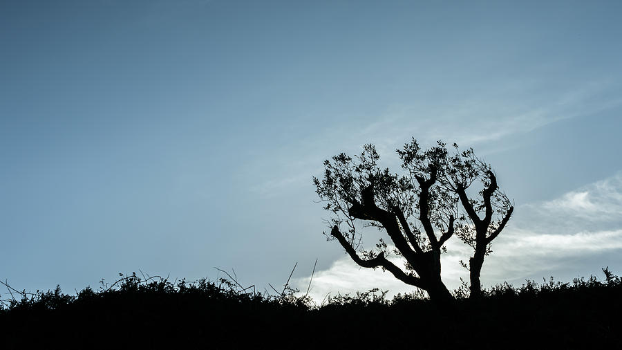 Tree Silhouette IV Photograph by Marco Oliveira - Fine Art America