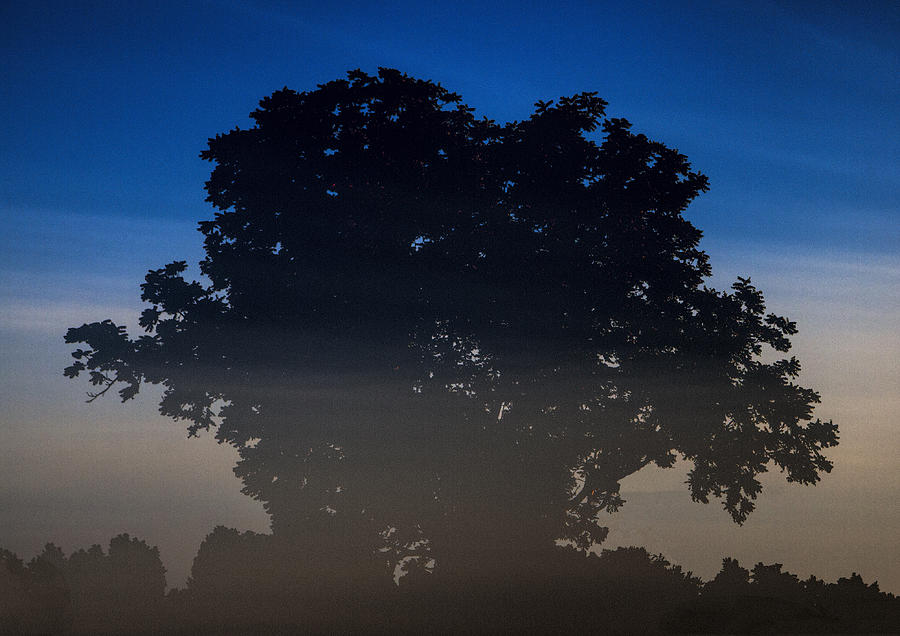 Tree Silhouette Photograph by John Crothers