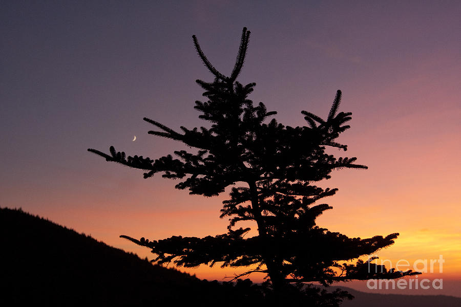 Tree silhouette Photograph by Jonathan Welch