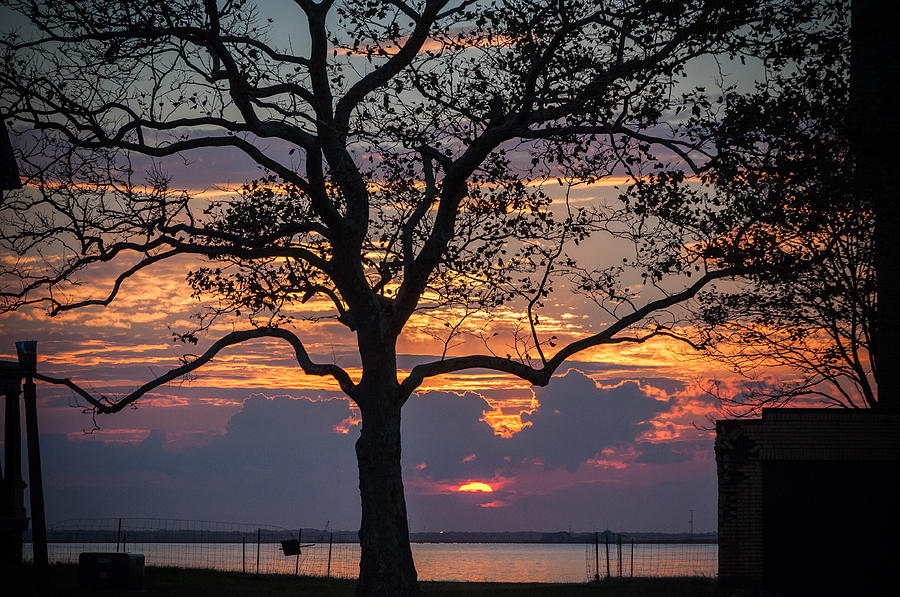 Sunset Photograph - Tree Silhouette by Kristopher Schoenleber