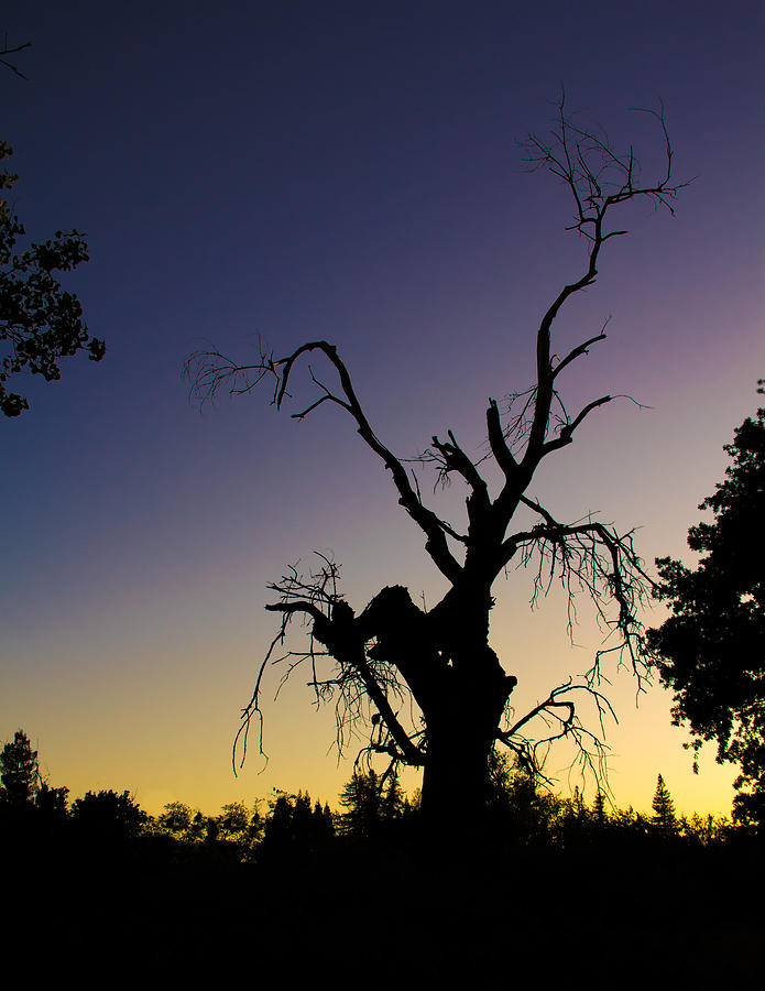 Tree Silhouette Photograph by Lee Harland