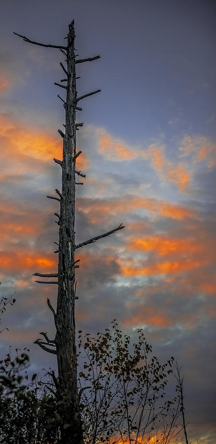 Tree Silhouette Photograph by Paul Freidlund