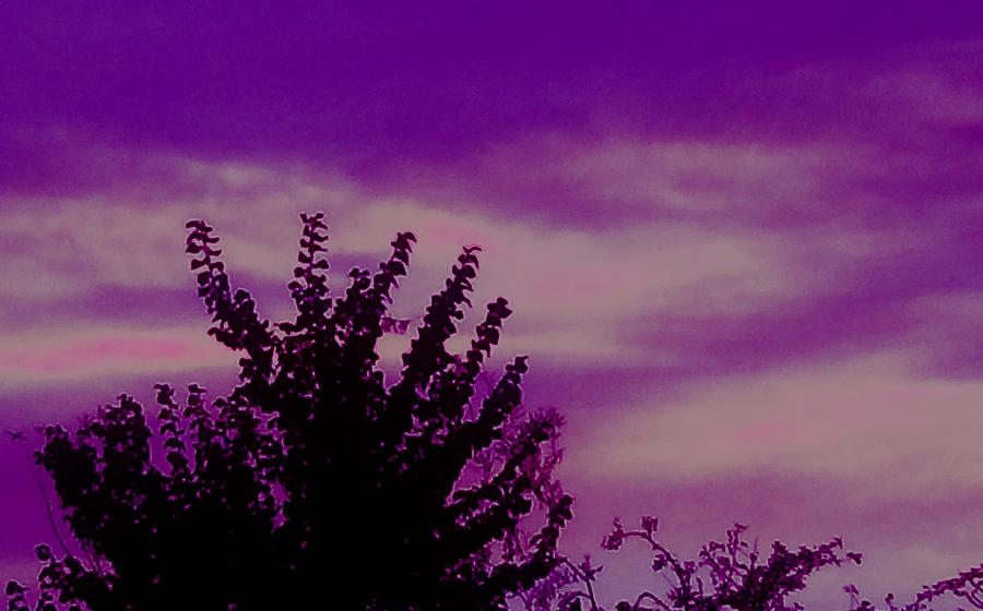 Tree Silhouette Pink Purple Sky Photograph by Candy Floss Happy