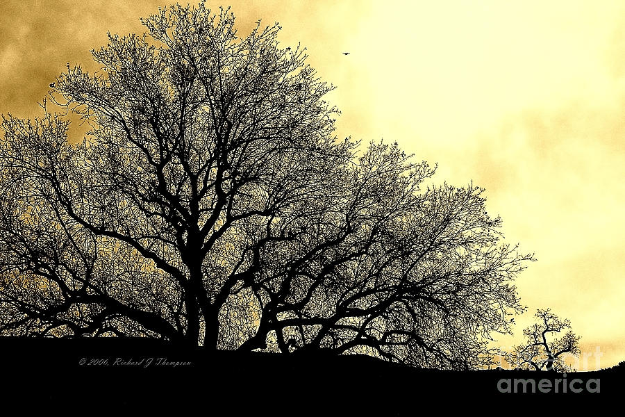 Tree Silhouette Photograph by Richard J Thompson 