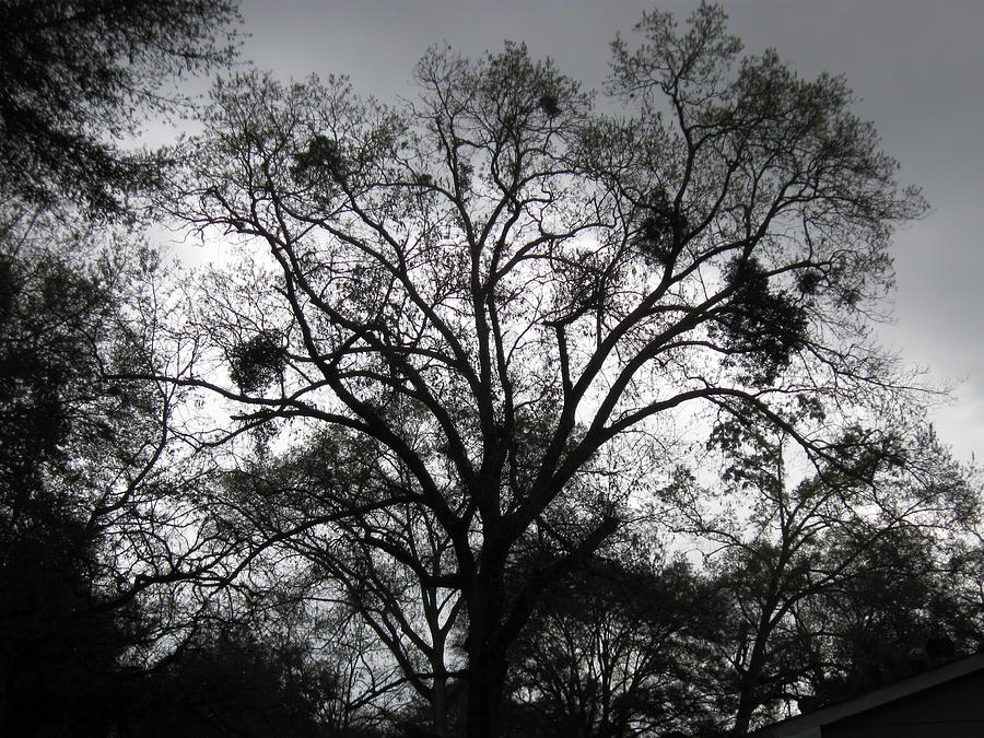 Tree Photograph - Tree Silhouette by Tamara Lee Madden