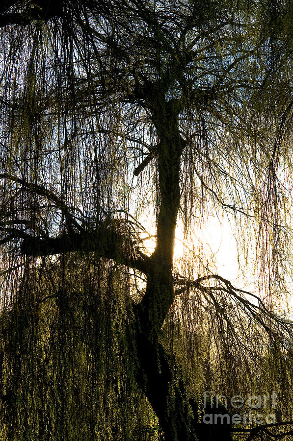 Tree Silhouette Photograph by Terry Elniski