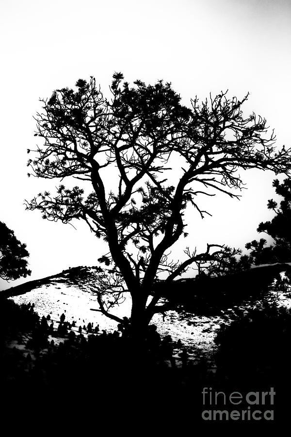 Tree Silhouette V2 Photograph by Douglas Barnard