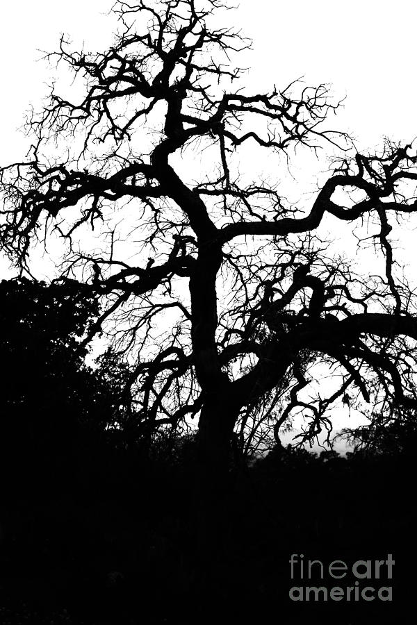 Tree Silhouette V3  Photograph by Douglas Barnard