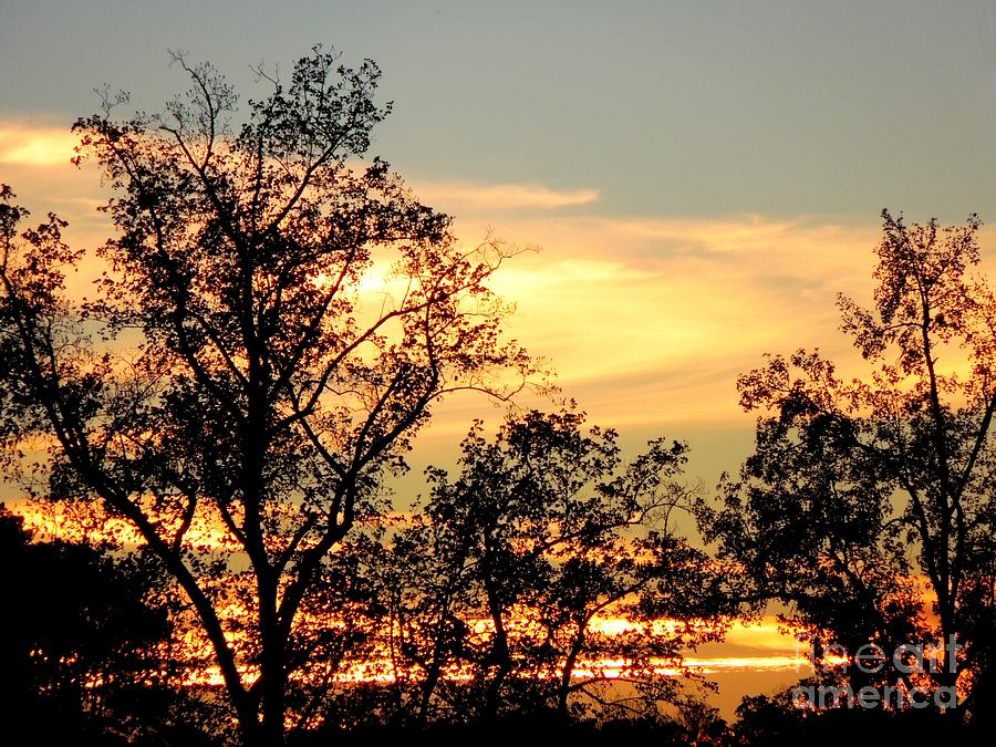 Tree Photograph - Tree Silhouette with Sunset by Renee Trenholm