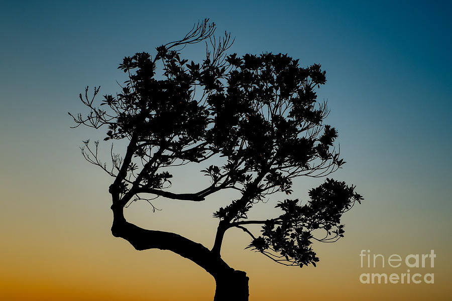 Tree Silhouetted Against the Setting Sun Photograph by Dean Harte
