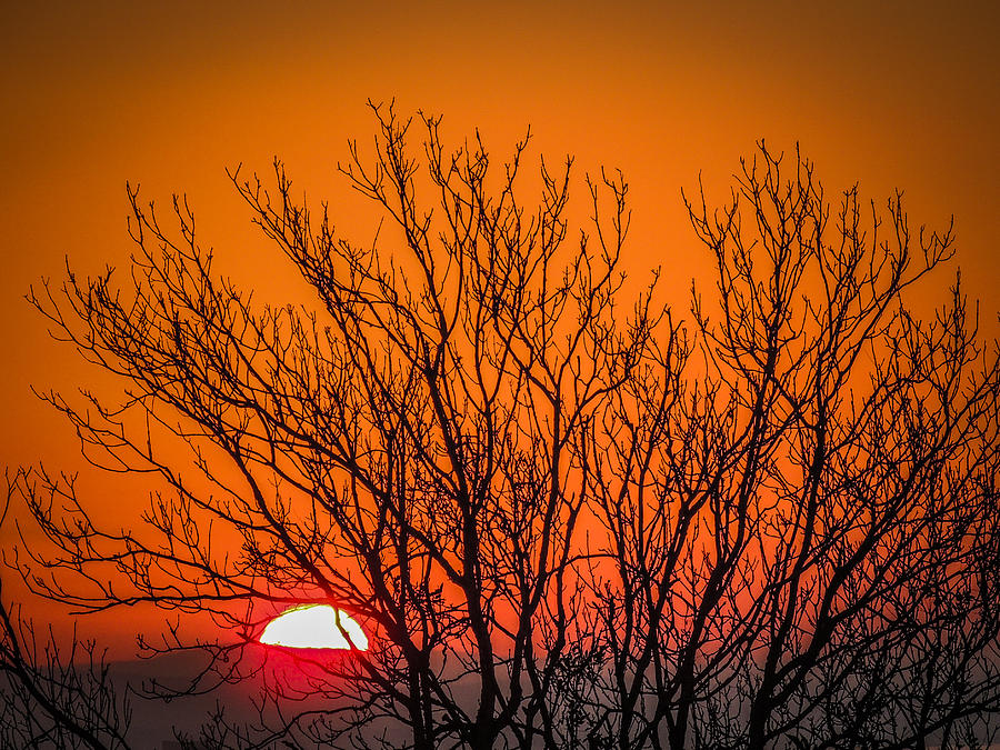 Tree Silhouetted by Irish Sunrise Photograph by James Truett