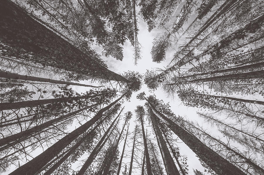 Tree Photograph - Tree sky by Chelsea Stockton