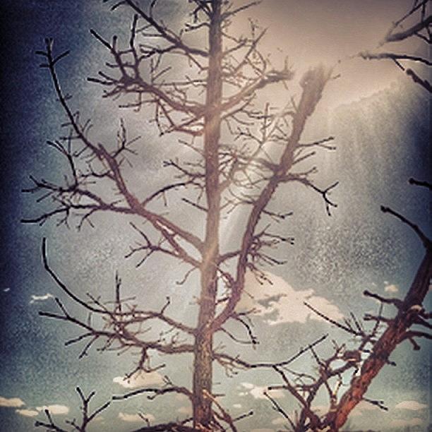 Tree Photograph - #tree #sky_painters by Michelle Behnken