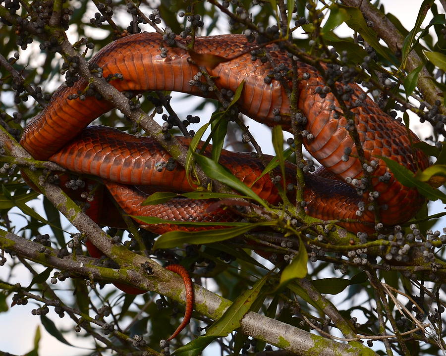 Tree snake Photograph by AnnaJo Vahle
