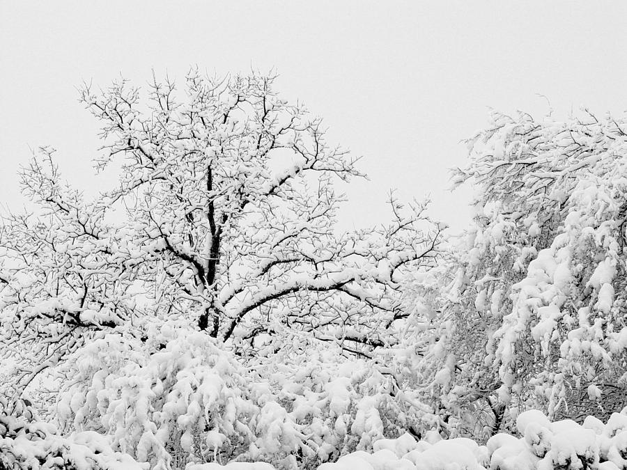 Tree Snow Photograph by Erich Grant