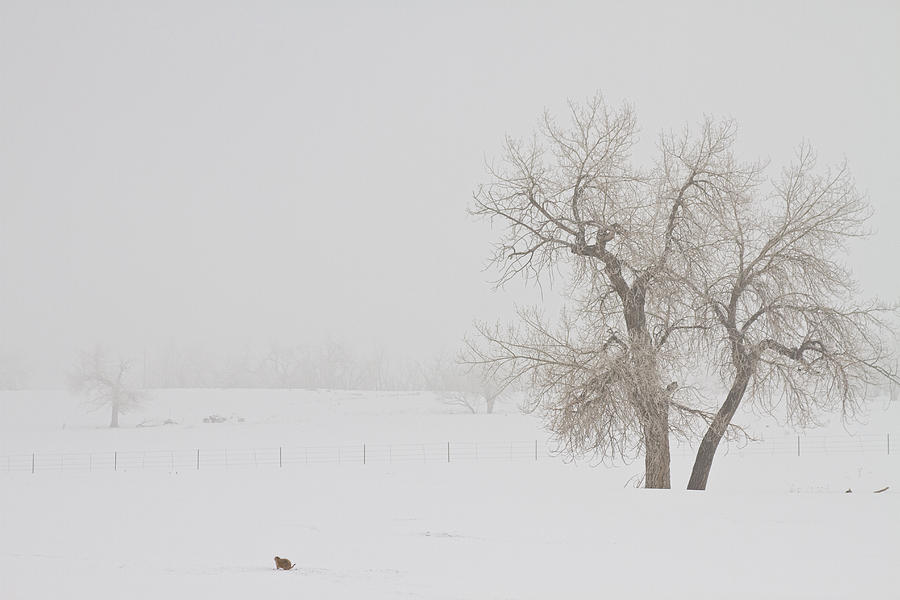 Tree Snow Fog and The Prairie Dog Photograph by James BO Insogna