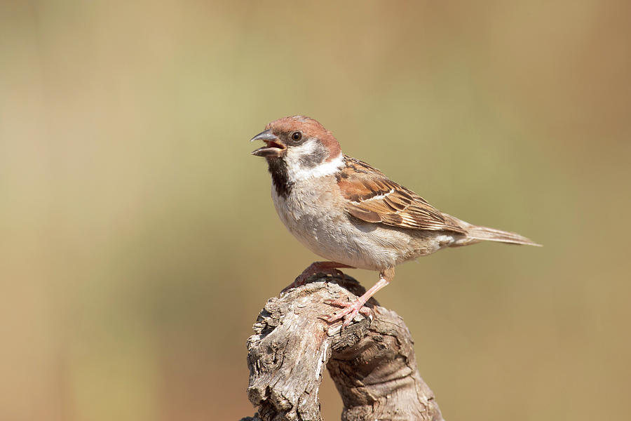 Tree Sparrow Photograph by Dr P. Marazzi/science Photo Library