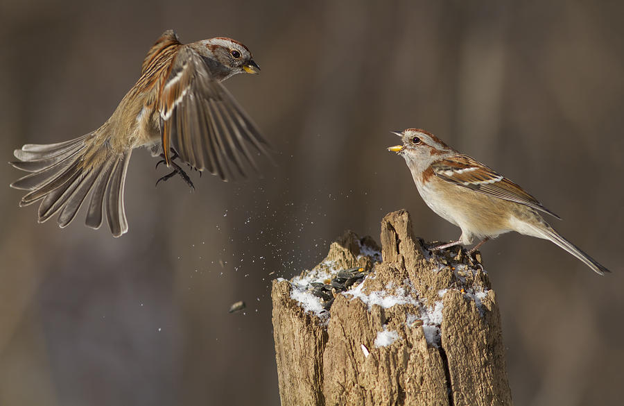 Tree Sparrows Fight Photograph by Mircea Costina Photography