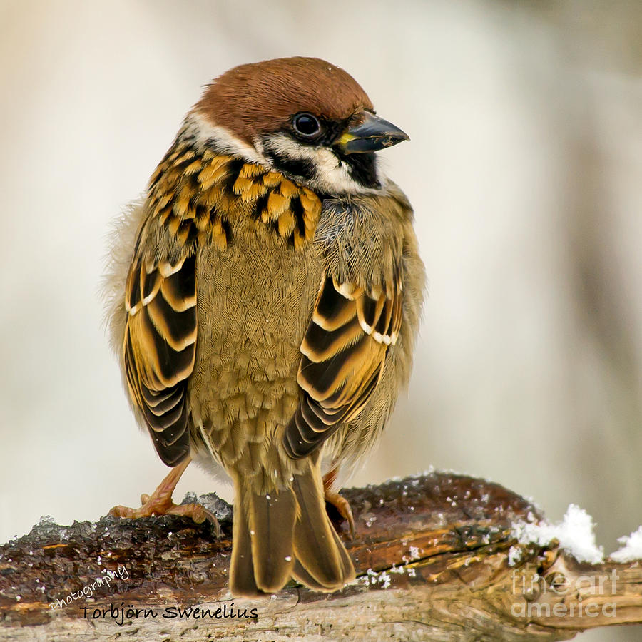 Tree Sparrows Plumage Photograph by Torbjorn Swenelius