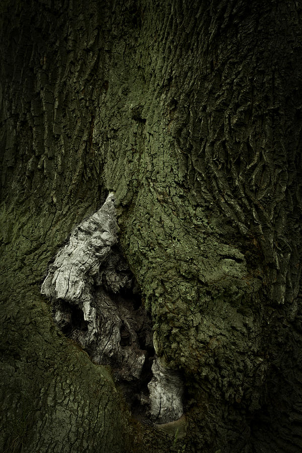 Nature Photograph - Tree spirit - available for licensing by Ulrich Kunst And Bettina Scheidulin