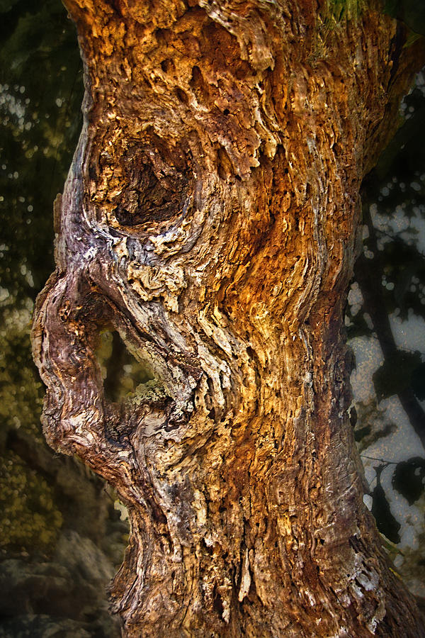 Tree Spirit Photograph by Jemmy Archer