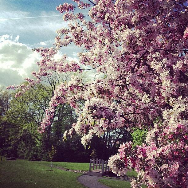 Flower Photograph - #tree #spring #flowers #bridge #view by Ashley DAgostino