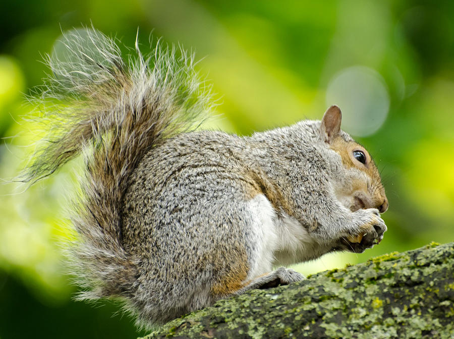 Tree Squirrel Photograph by Ellen Henneke