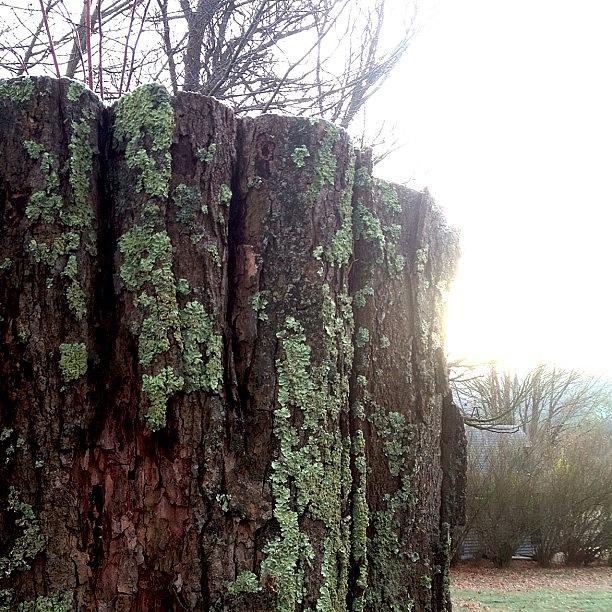 Nature Photograph - Tree Stump #6 by Audrey Devotee