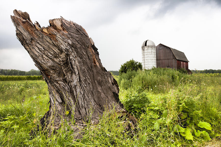 Tree stump and barn - New York State Photograph by Gary Heller