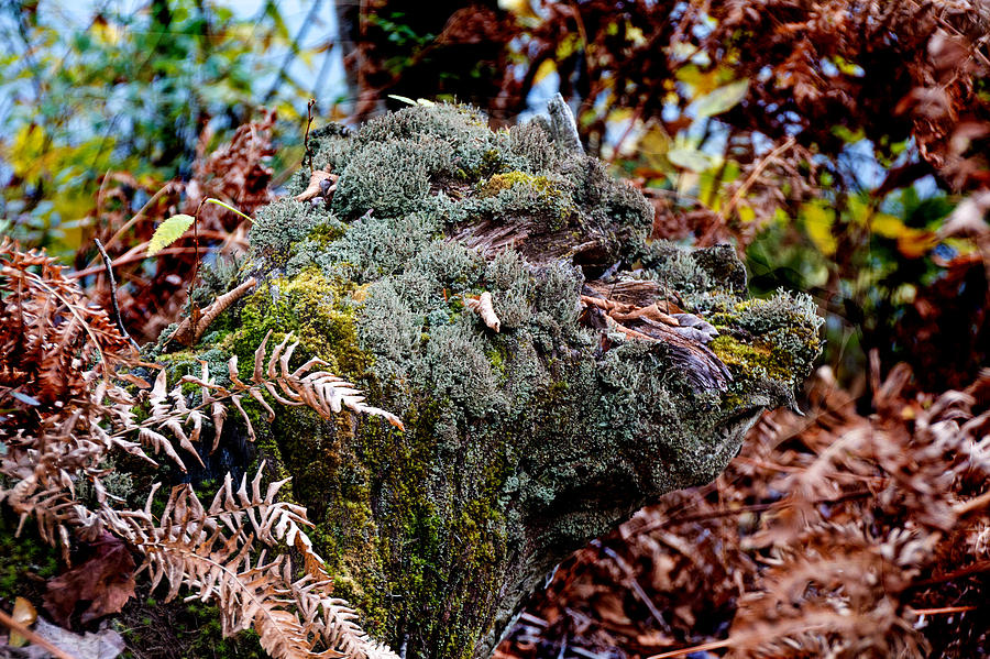 Tree Stump at Mongaup State Park Photograph by Susan Jensen