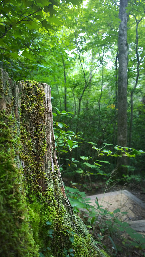 Tree Stump in the Forest Photograph by Kelly Hazel