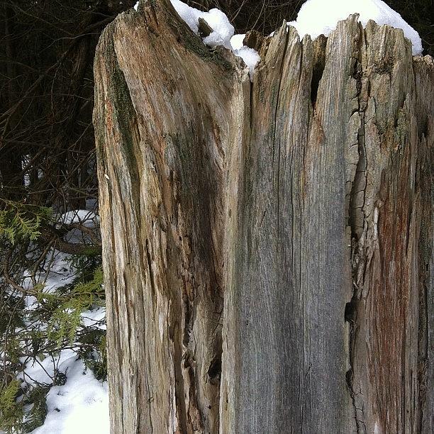 Nature Photograph - #tree #stump #in #the #woods #nature by Kate Louise