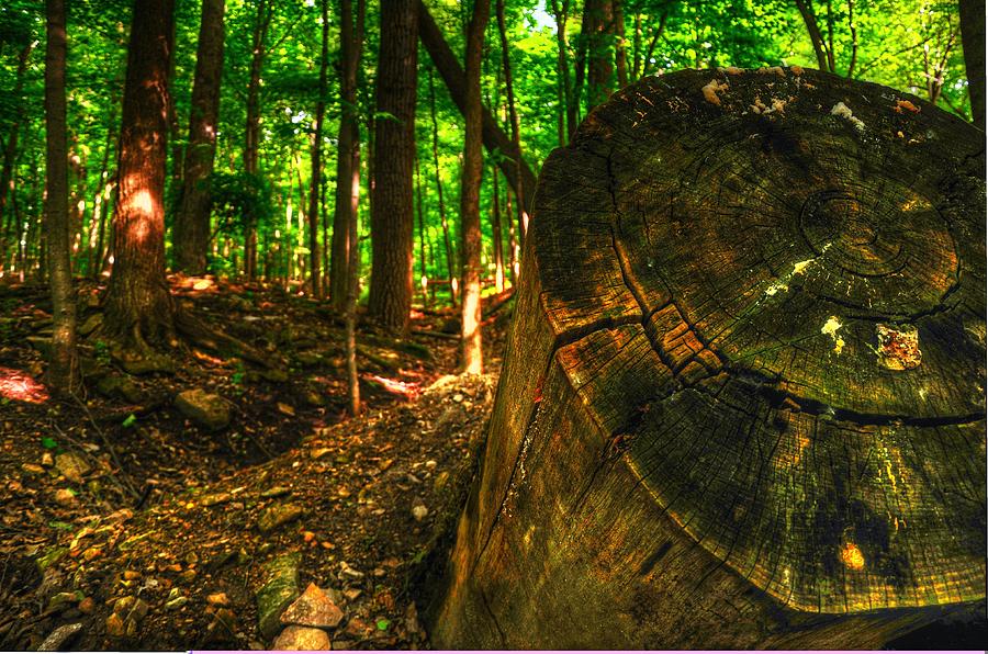 Landscape Photograph - Tree Stump by Justin Avery