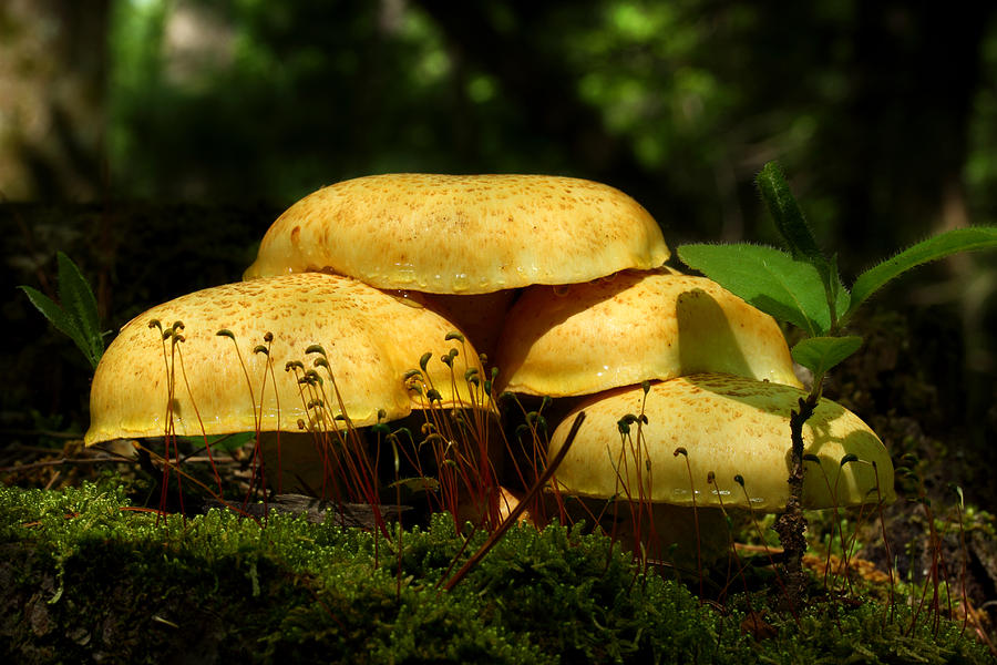Tree Stump Mushrooms Photograph by Michael Eingle