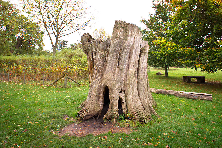 Fall Photograph - Tree stump by Tom Gowanlock