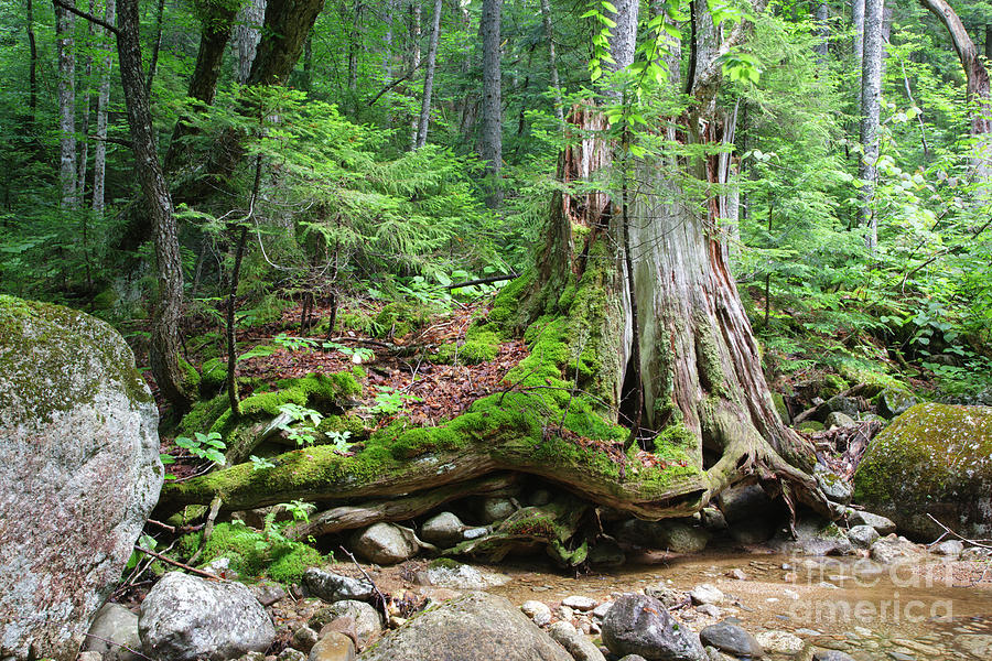 Tree Stump - White Mountains New Hampshire Photograph by Erin Paul Donovan
