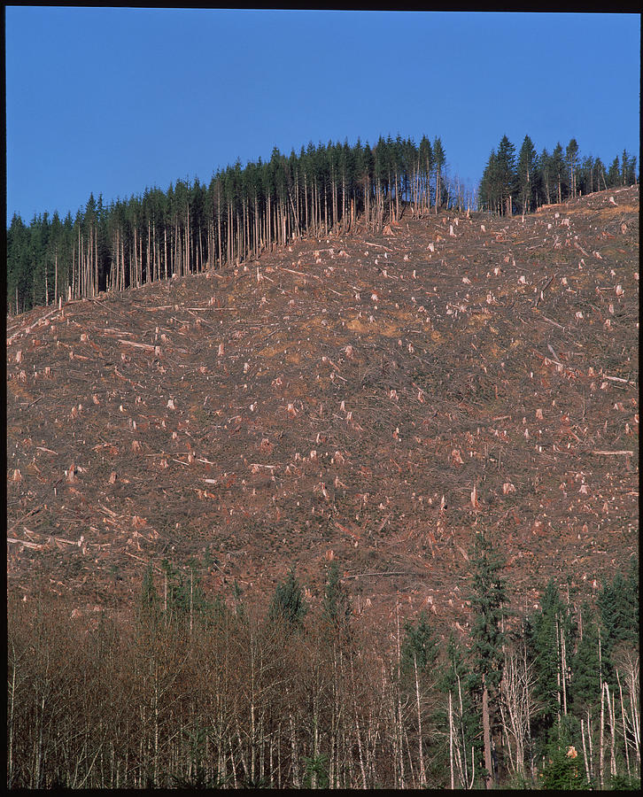 Forestry Photograph - Tree Stumps On Clear-cut Hillside by Simon Fraser/science Photo Library