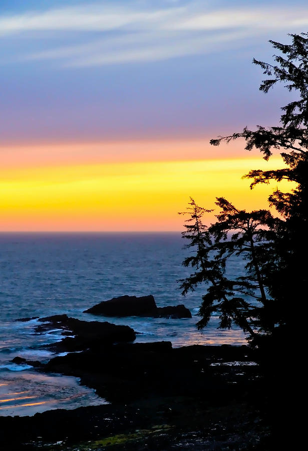 Tree Sunset At The Coastline Photograph by Athena Mckinzie