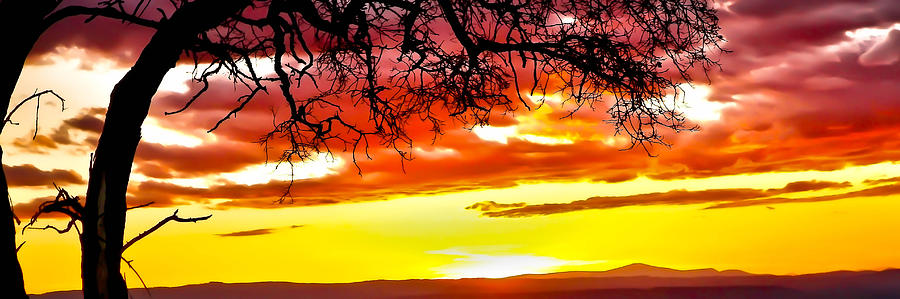 Tree Sunset Photograph by Athena Mckinzie