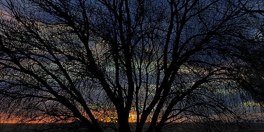 Tree Sunset Photograph by Big Texas Sky Prints - Fine Art America